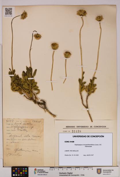 Haplopappus chrysanthemifolius [Espécimen: UDEC:CONC:0031438]