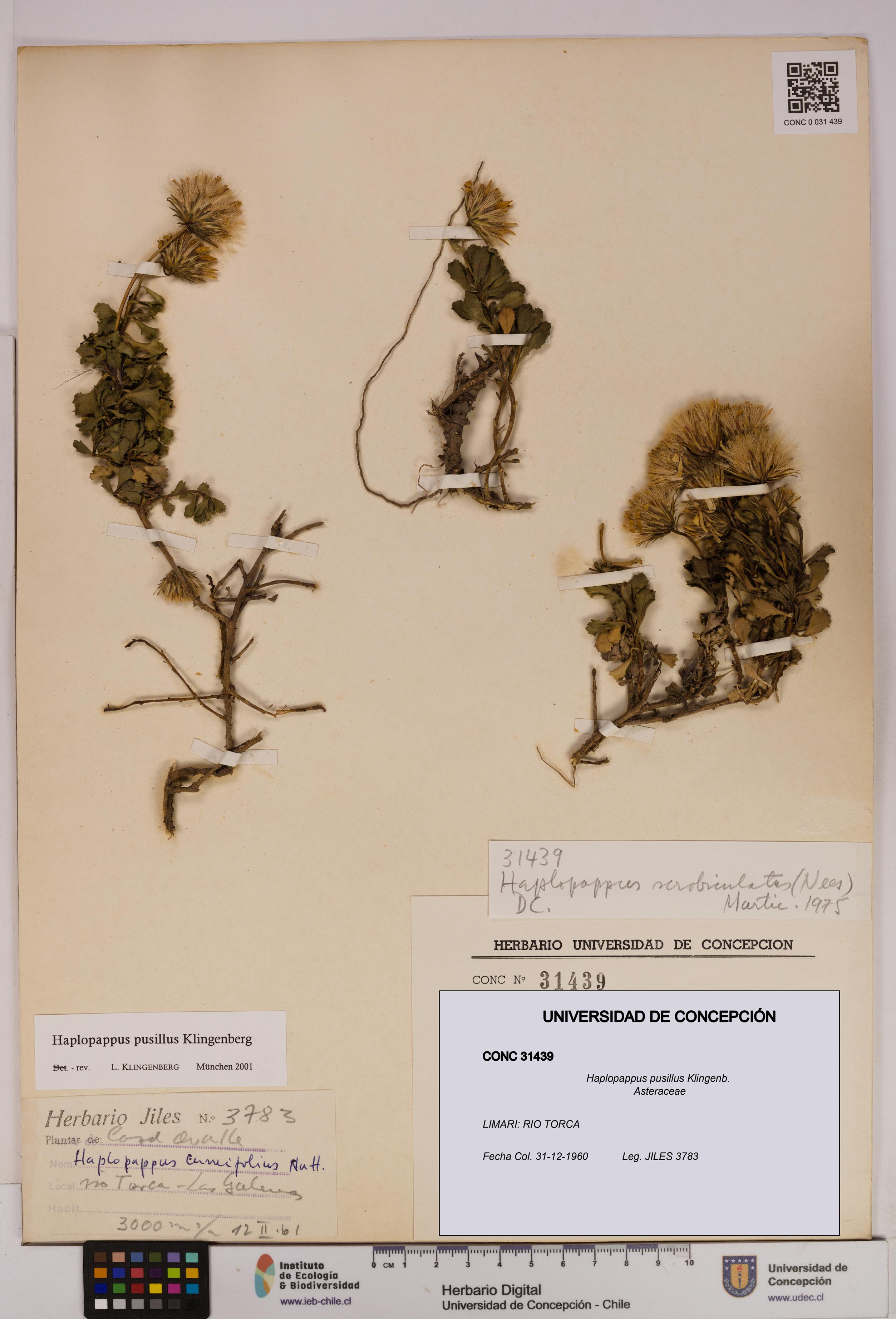 Haplopappus pusillus [Espécimen: UDEC:CONC:0031439]
