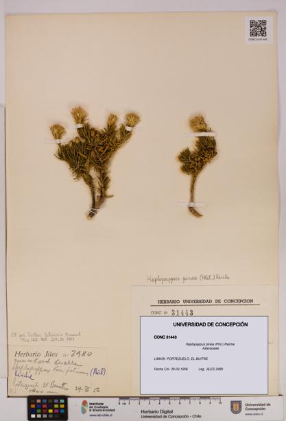 Haplopappus pinea [Espécimen: UDEC:CONC:0031443]