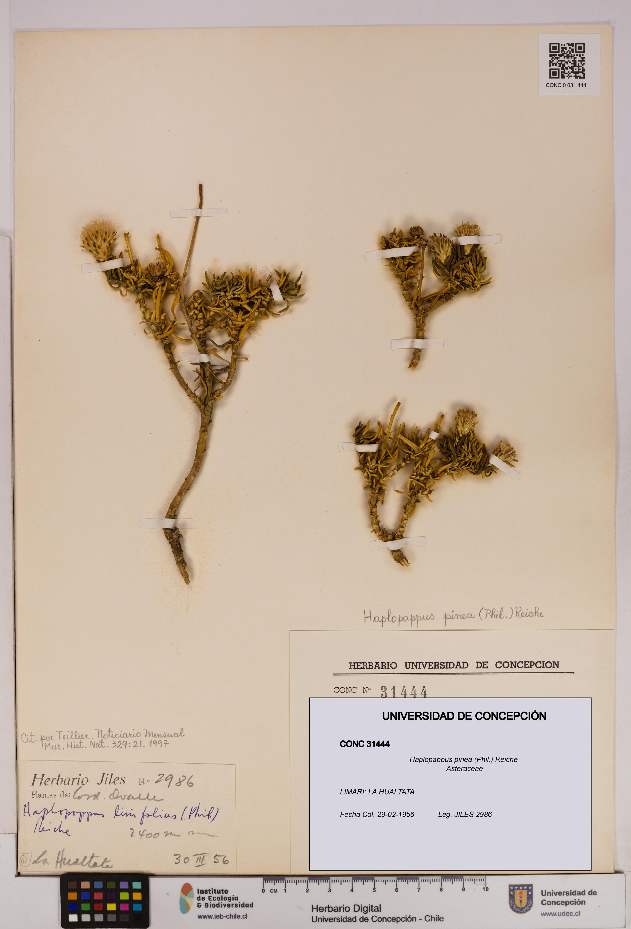 Haplopappus pinea [Espécimen: UDEC:CONC:0031444]