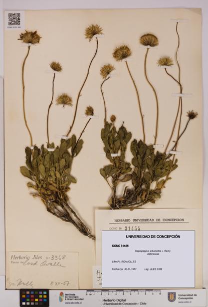 Haplopappus arbutoides [Espécimen: UDEC:CONC:0031455]