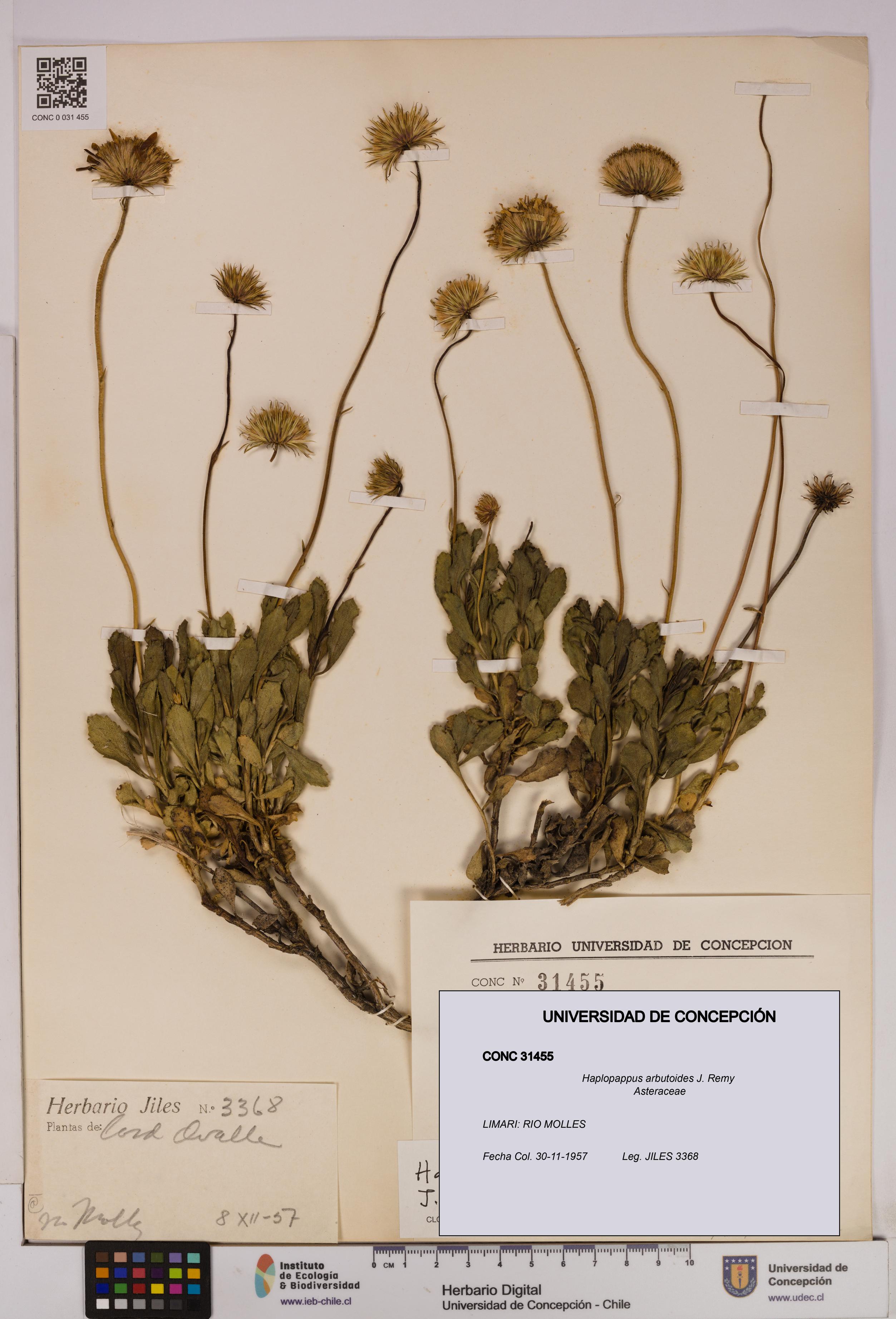 Haplopappus arbutoides [Espécimen: UDEC:CONC:0031455]