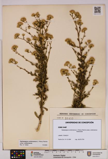 Haplopappus cerberoanus subsp. cerberoanus [Espécimen: UDEC:CONC:0031457]