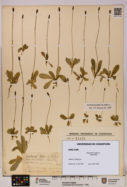 Hypochaeris glabra [Espécimen: UDEC:CONC:0031458]