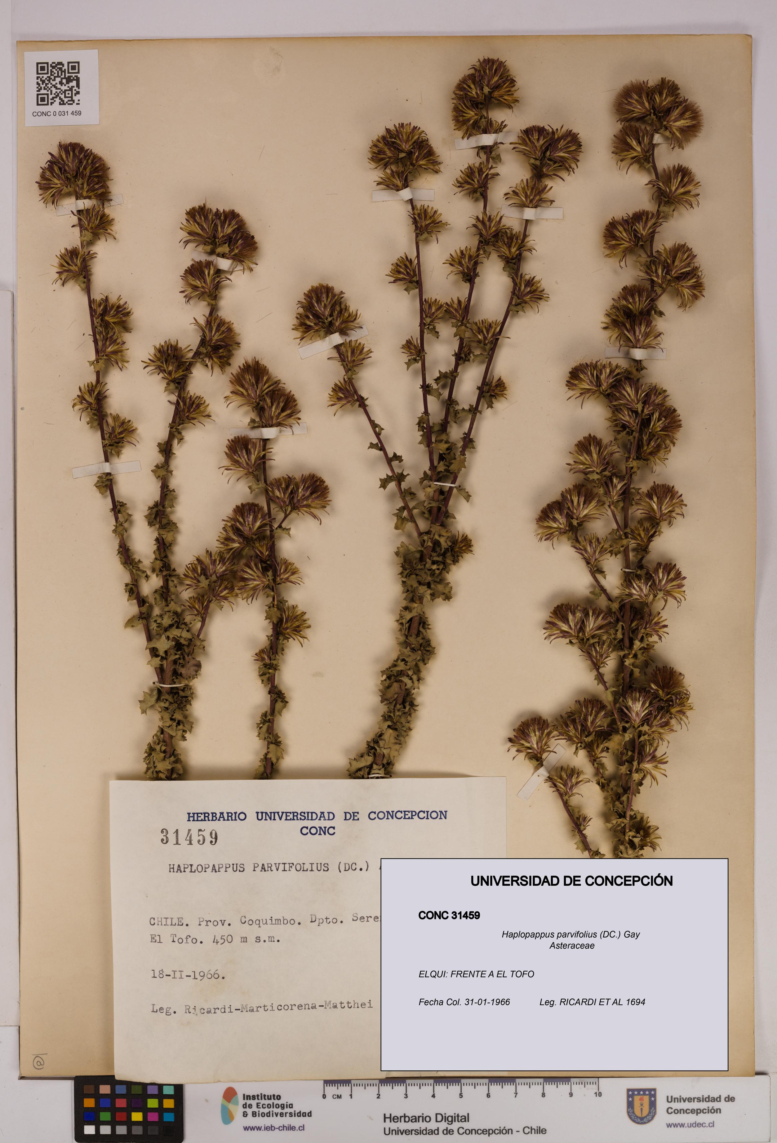 Haplopappus parvifolius [Espécimen: UDEC:CONC:0031459]