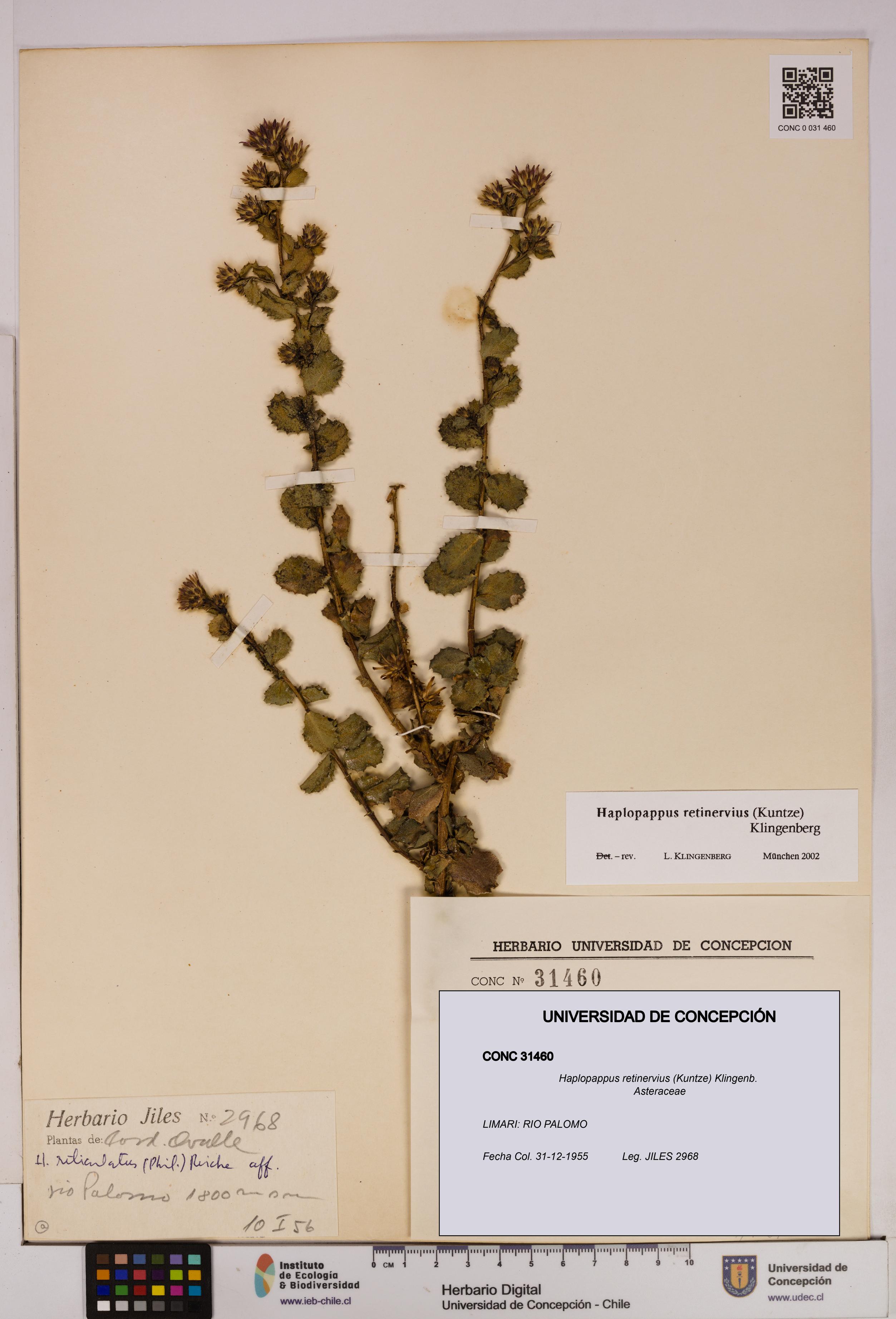 Haplopappus retinervius [Espécimen: UDEC:CONC:0031460]