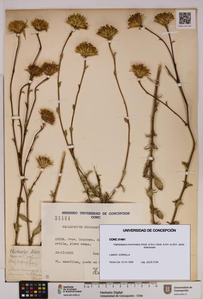 Haplopappus mucronatus [Espécimen: UDEC:CONC:0031461]