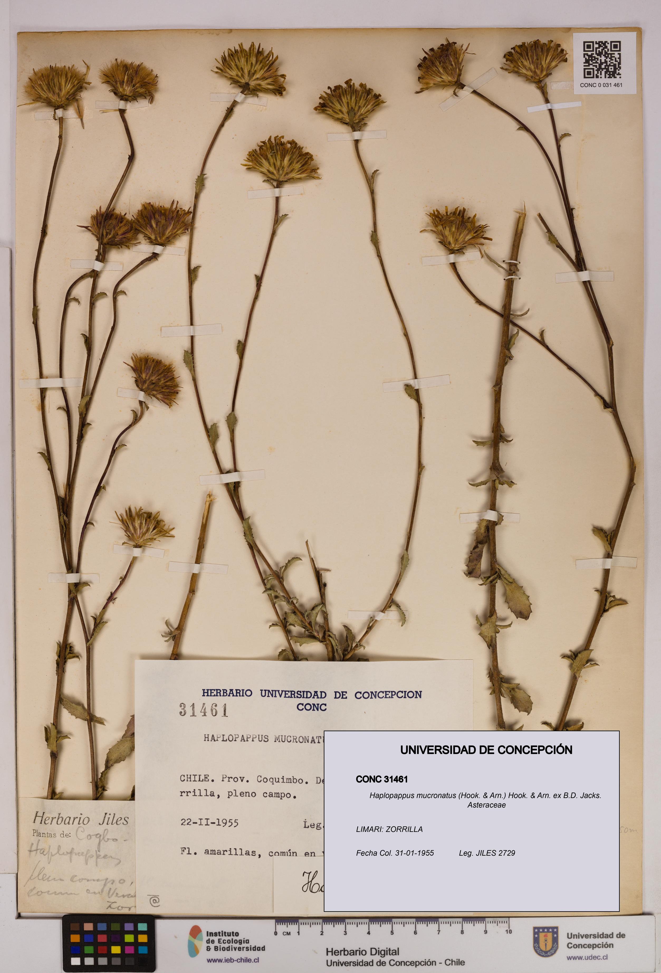 Haplopappus mucronatus [Espécimen: UDEC:CONC:0031461]