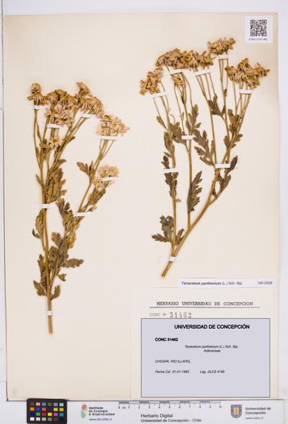 Tanacetum parthenium [Espécimen: ]