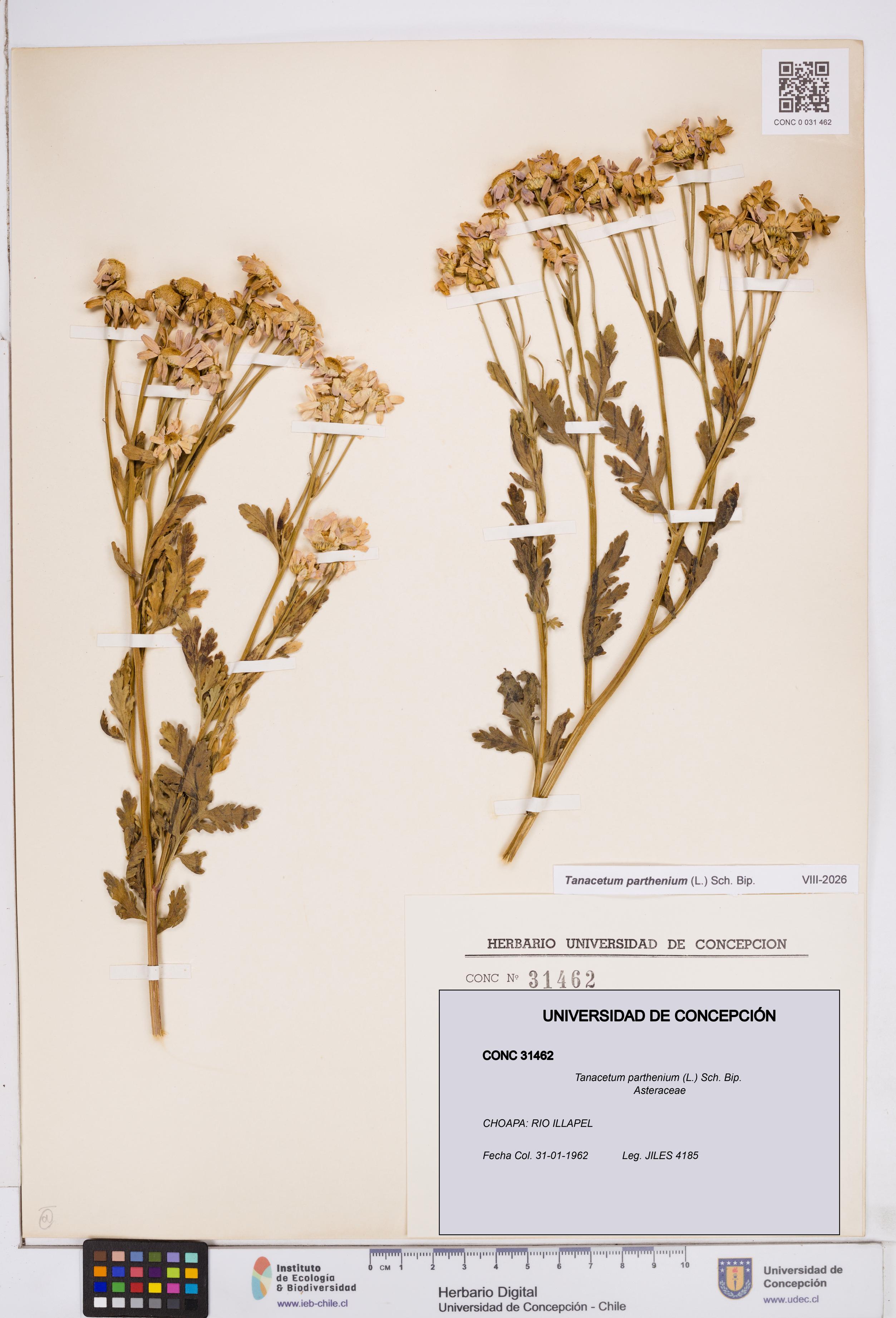 Tanacetum parthenium [Espécimen: ]