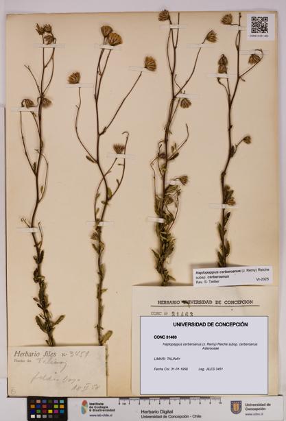 Haplopappus cerberoanus subsp. cerberoanus [Espécimen: UDEC:CONC:0031463]