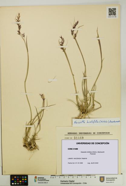 Nassella hirtifolia [Espécimen: UDEC:CONC:0031469]
