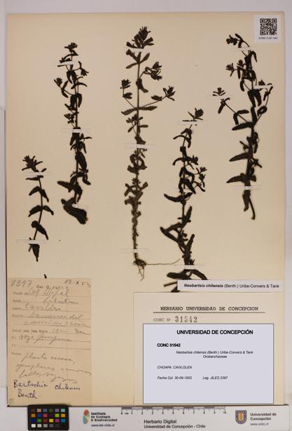 Neobartsia chilensis [Espécimen: UDEC:CONC:0031542]