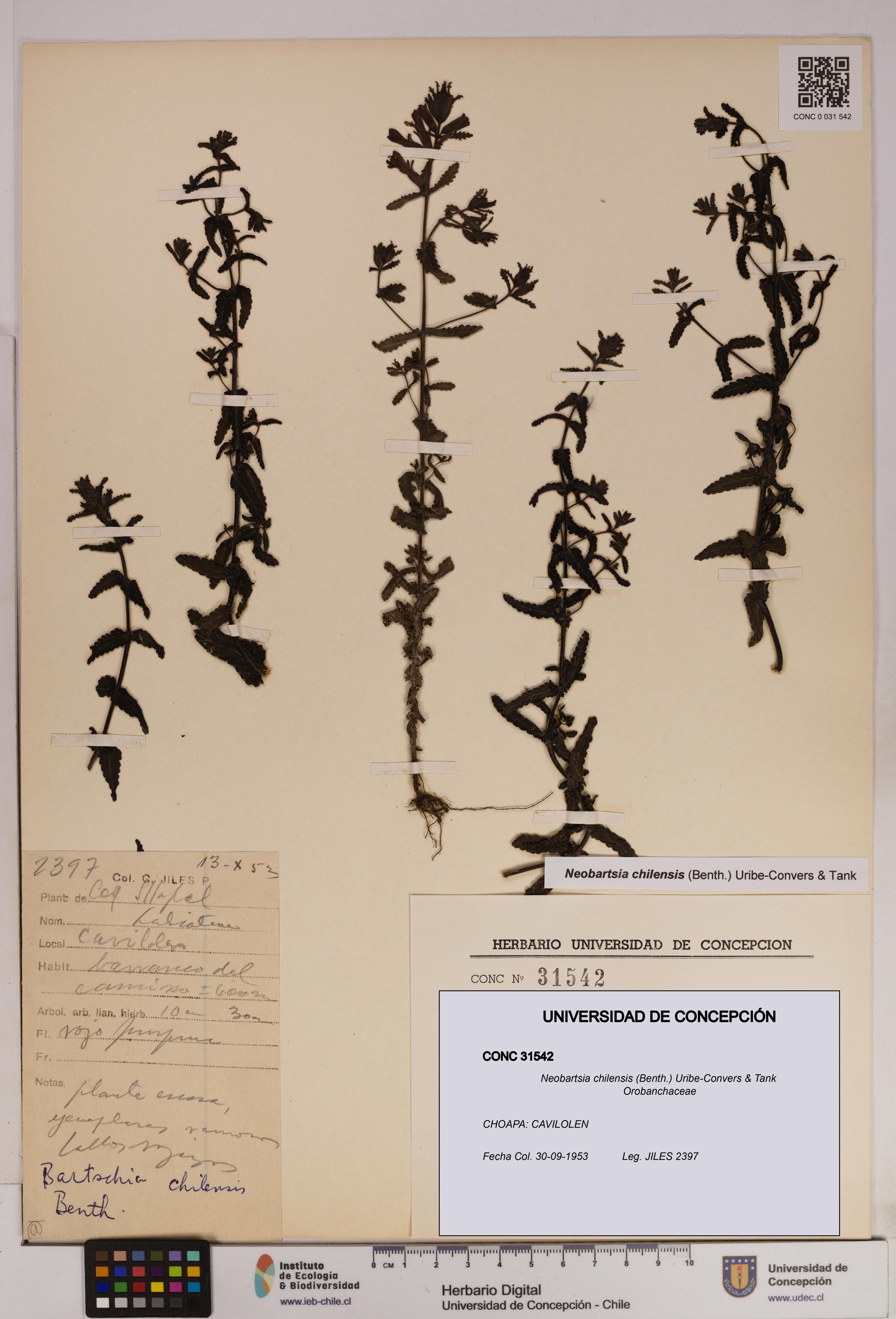 Neobartsia chilensis [Espécimen: UDEC:CONC:0031542]