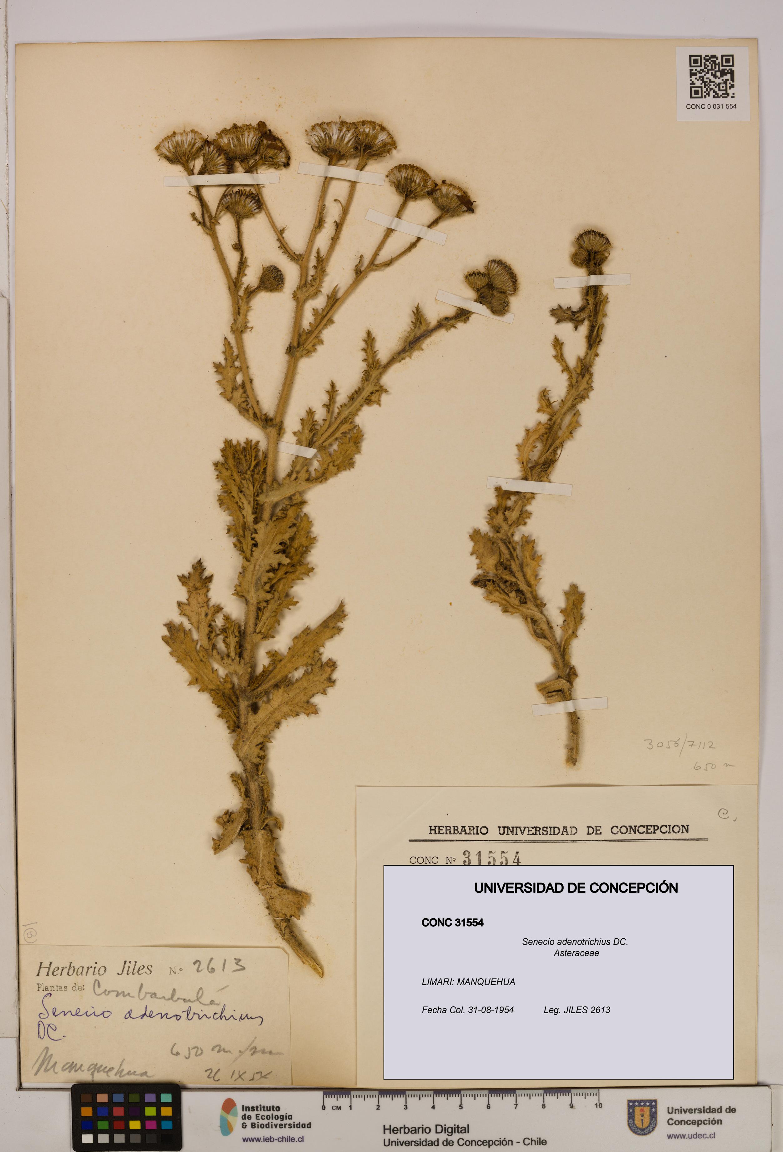 Senecio adenotrichius [Espécimen: UDEC:CONC:0031554]