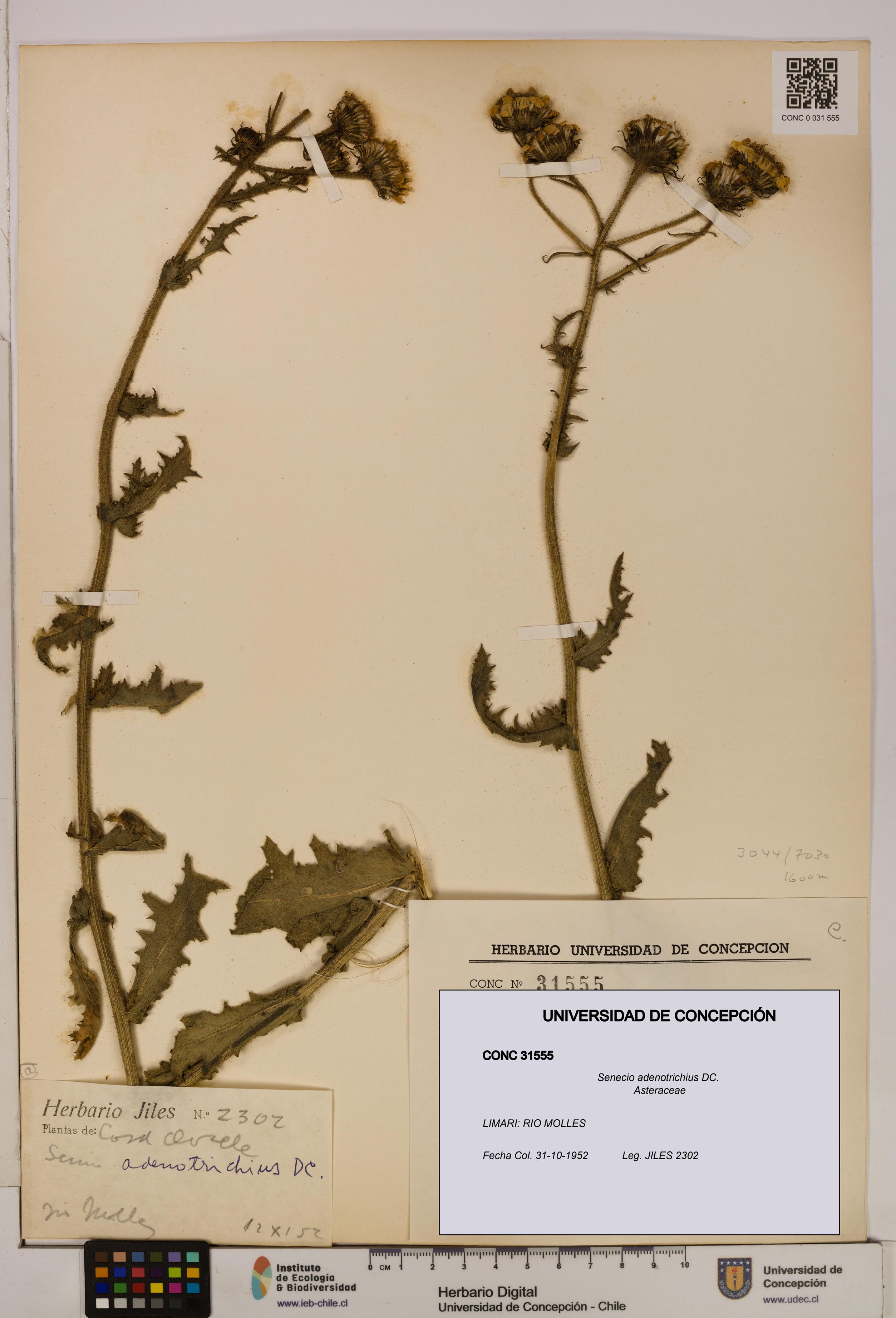 Senecio adenotrichius [Espécimen: UDEC:CONC:0031555]