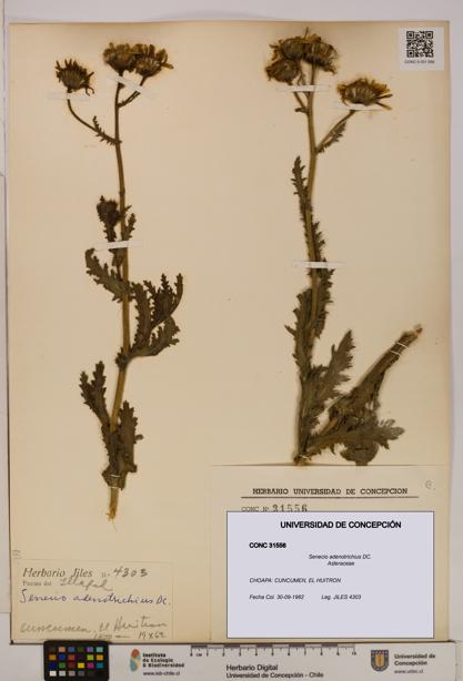 Senecio adenotrichius [Espécimen: UDEC:CONC:0031556]