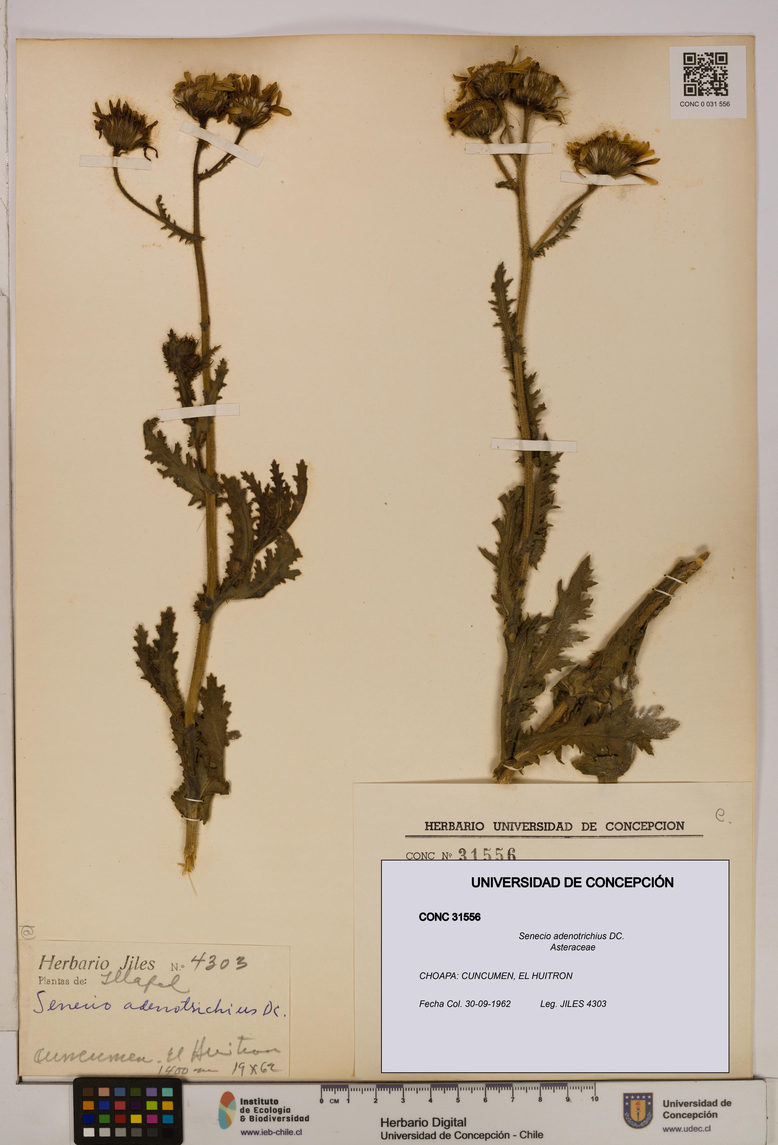 Senecio adenotrichius [Espécimen: UDEC:CONC:0031556]