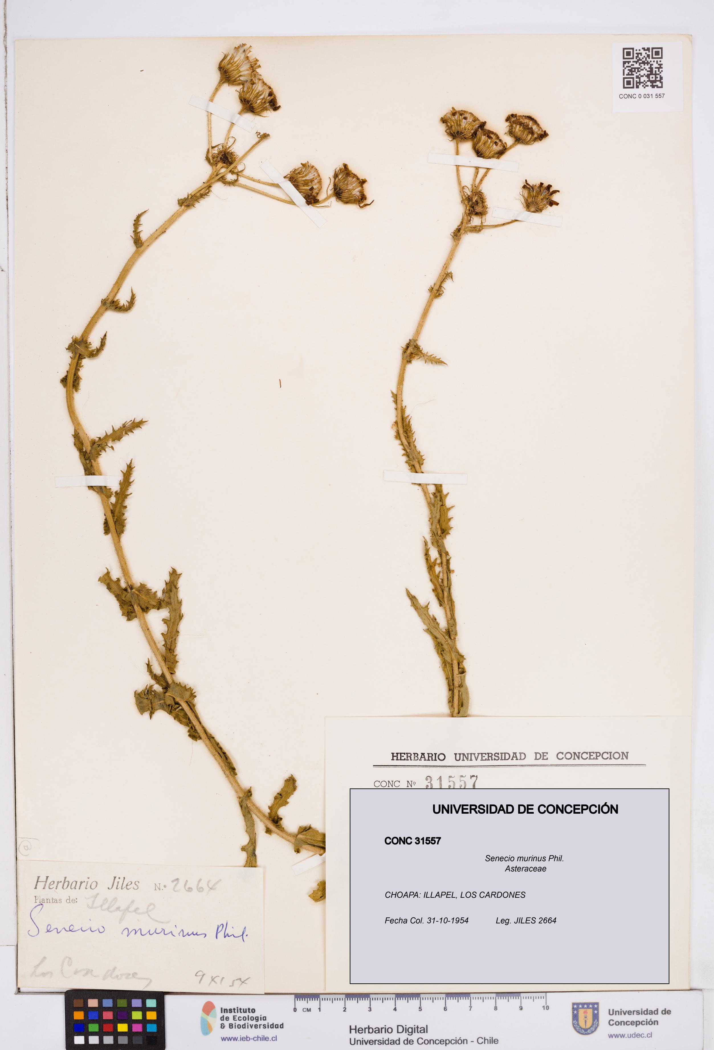 Senecio murinus [Espécimen: ]