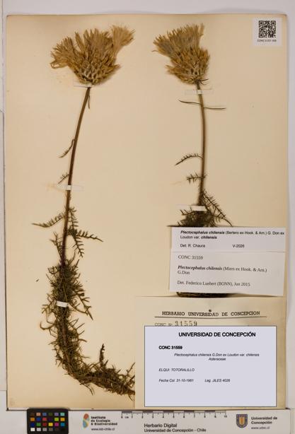 Plectocephalus chilensis [Espécimen: ]