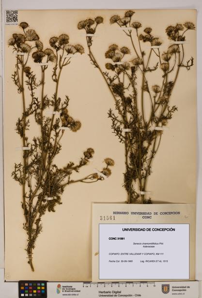 Senecio chamomillifolius [Espécimen: UDEC:CONC:0031561]