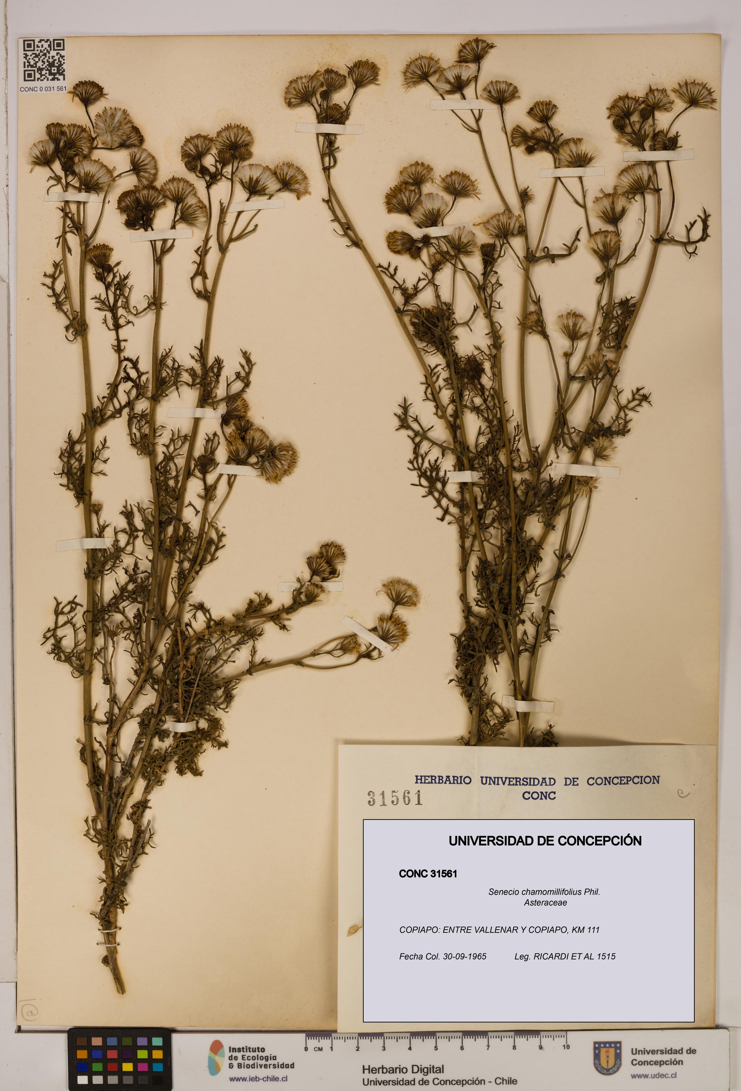 Senecio chamomillifolius [Espécimen: UDEC:CONC:0031561]