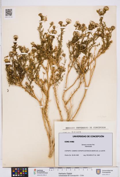 Senecio microtis [Espécimen: ]