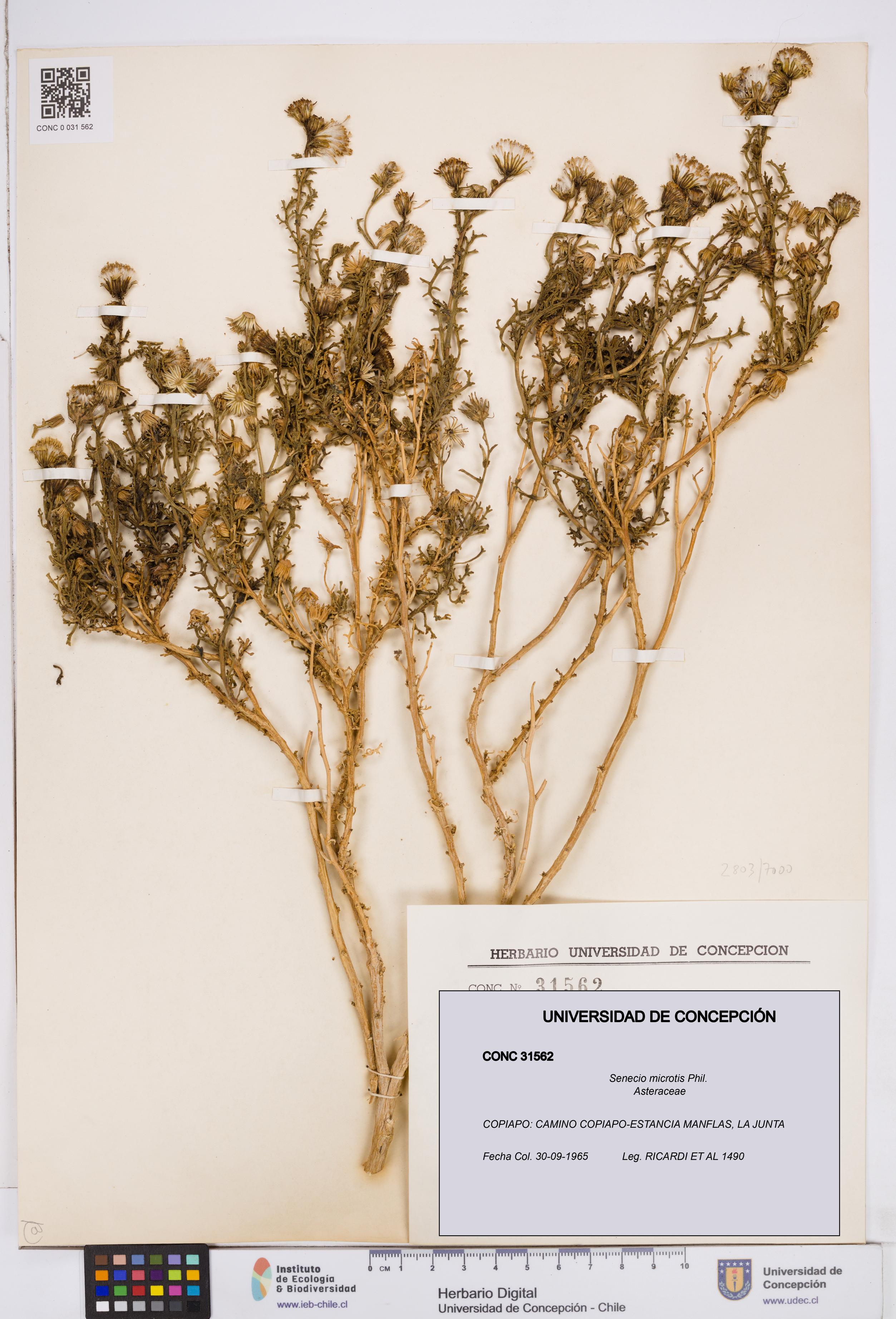 Senecio microtis [Espécimen: ]