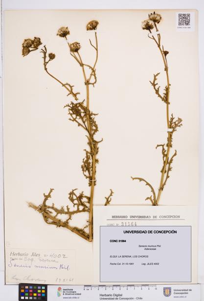 Senecio murinus [Espécimen: ]