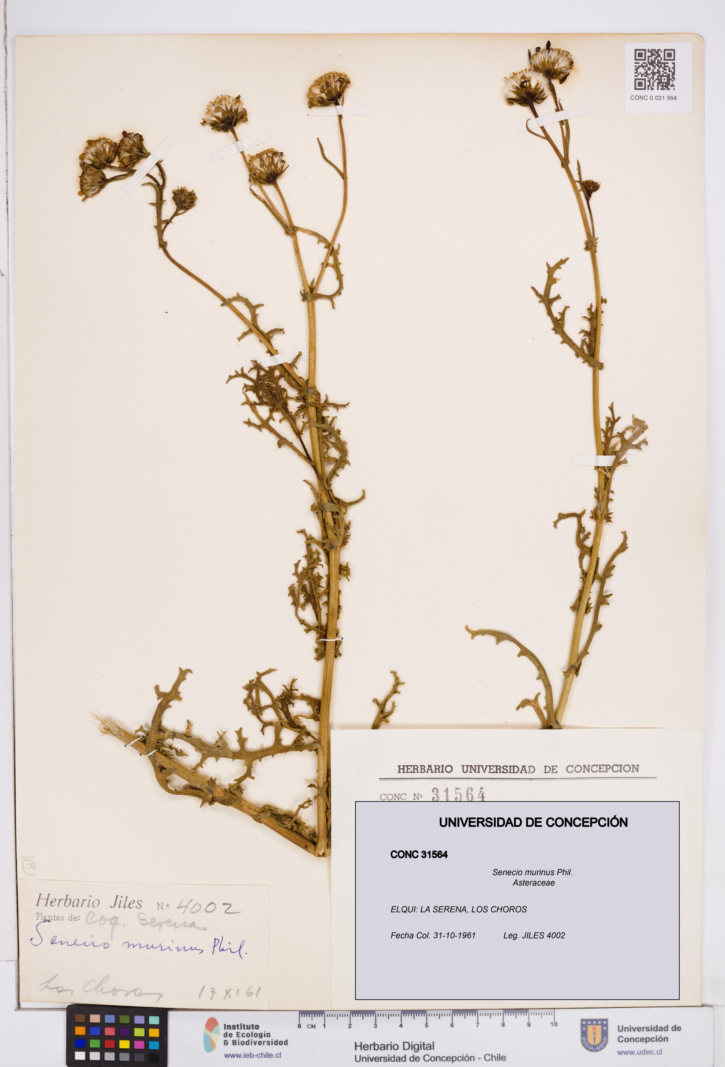 Senecio murinus [Espécimen: ]