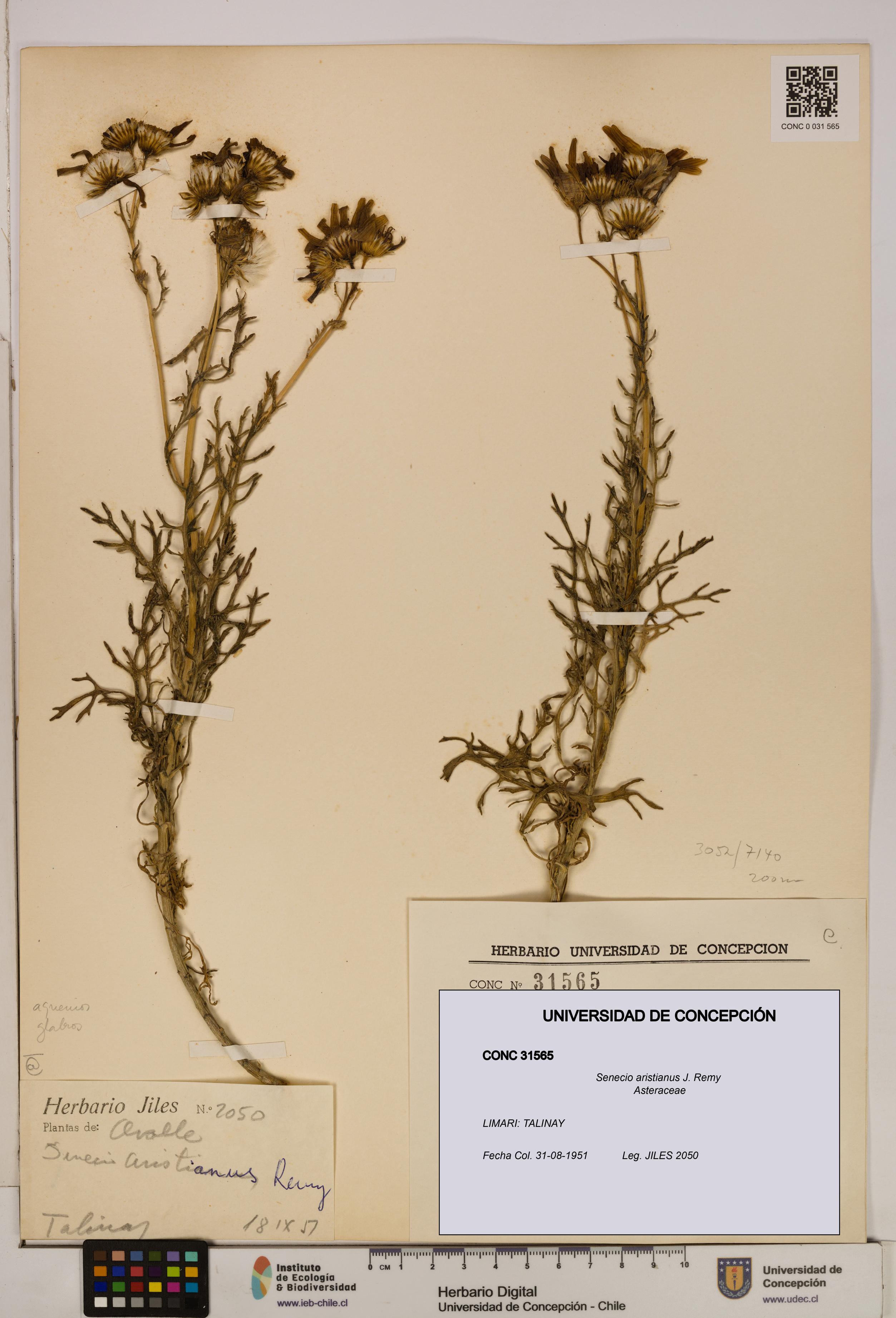 Senecio aristianus [Espécimen: UDEC:CONC:0031565]
