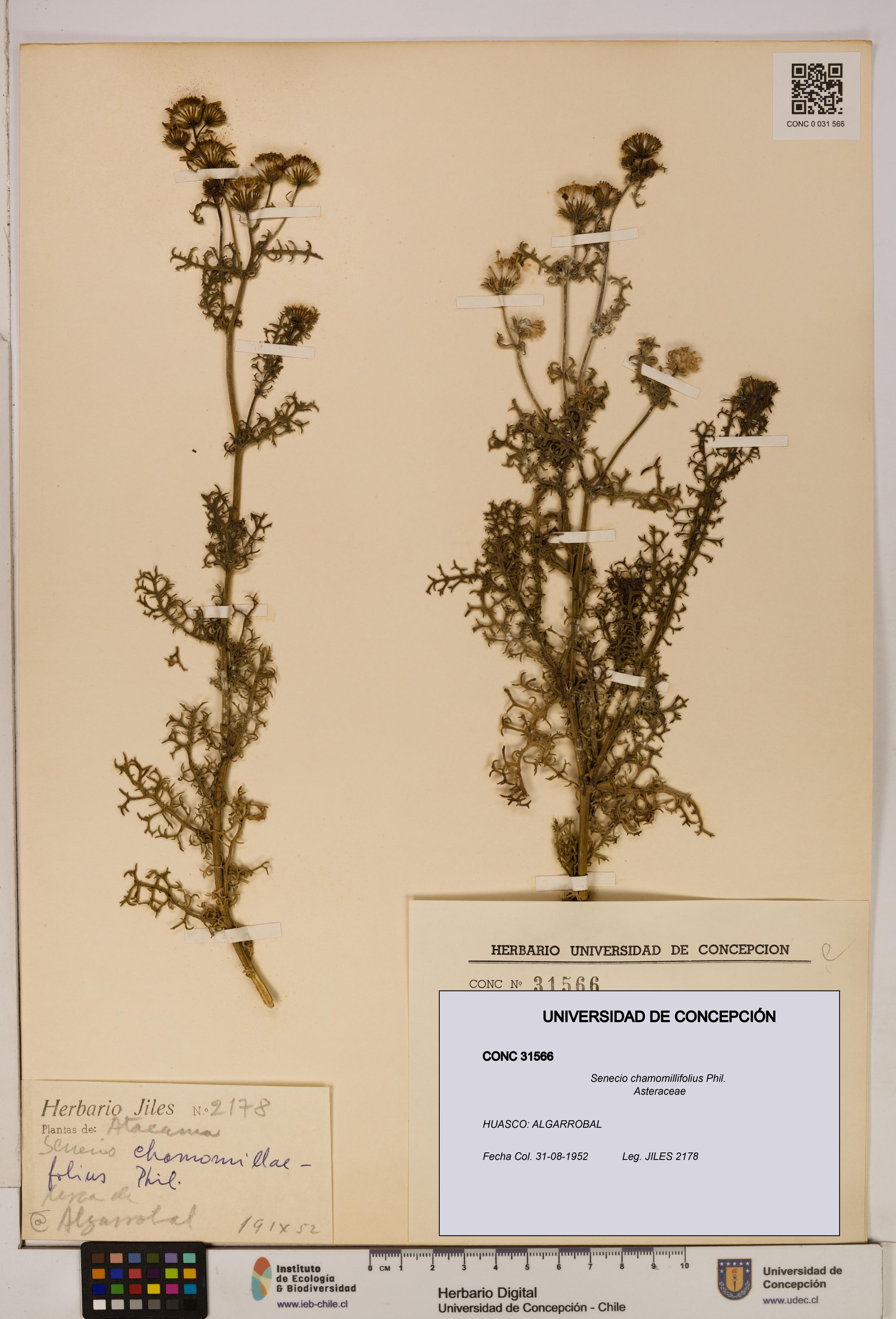 Senecio chamomillifolius [Espécimen: UDEC:CONC:0031566]