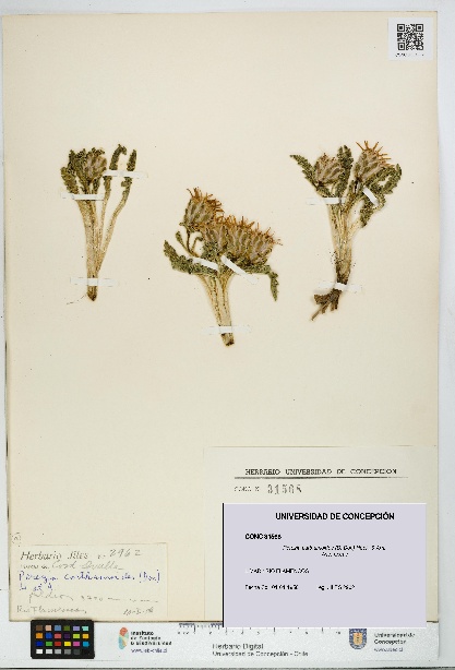 Perezia carthamoides [Espécimen: UDEC:CONC:0031568]