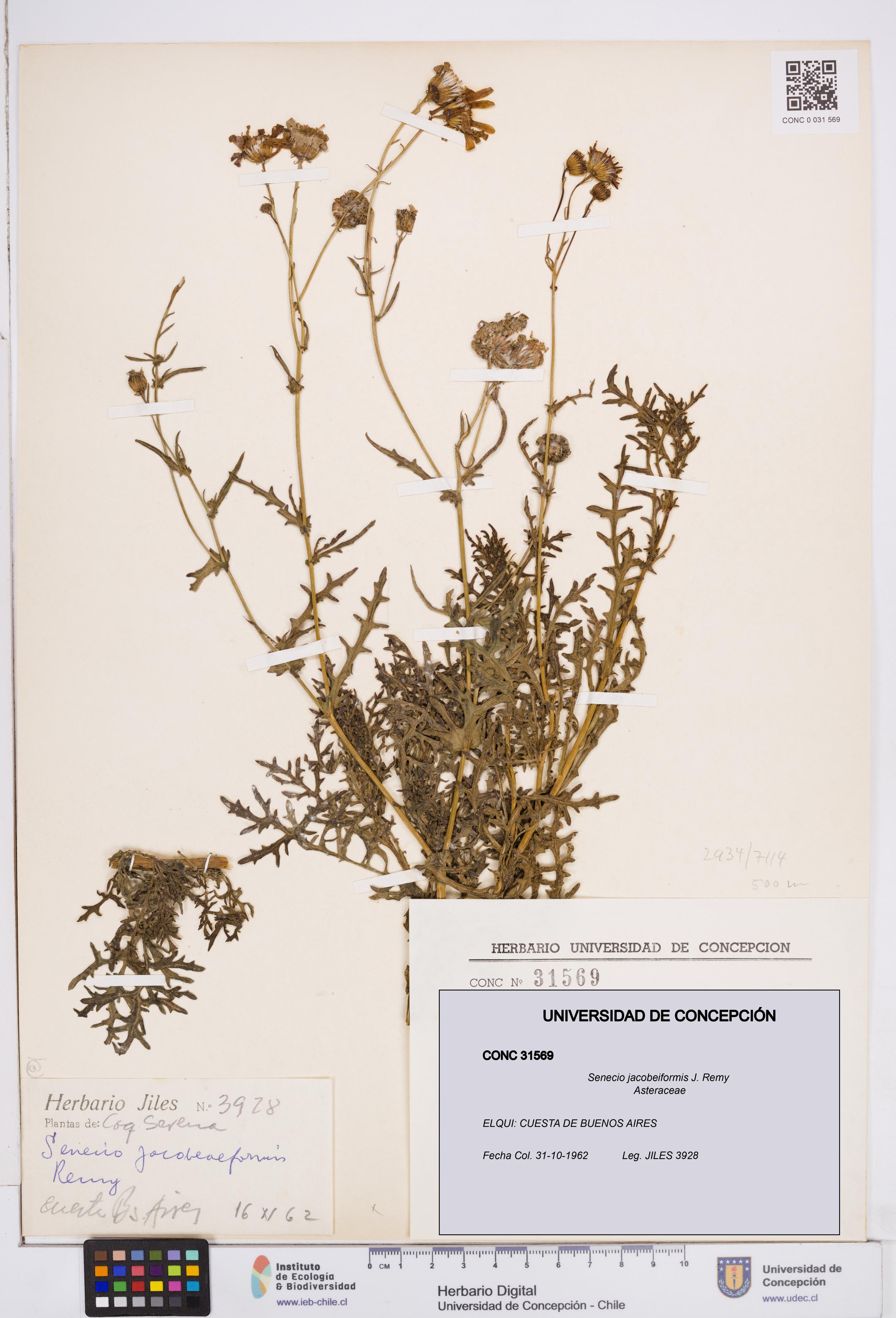 Senecio jacobeiformis [Espécimen: ]