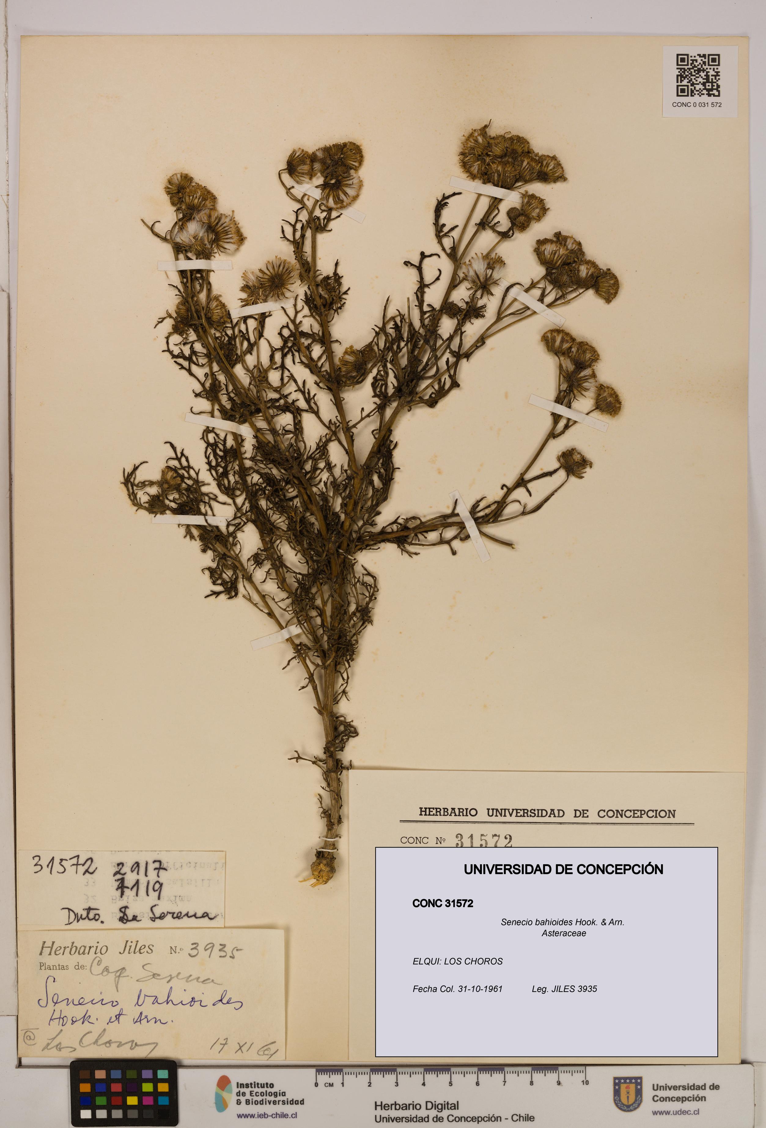 Senecio bahioides [Espécimen: UDEC:CONC:0031572]