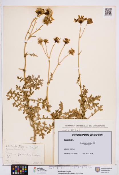 Senecio sinuatilobus [Espécimen: ]