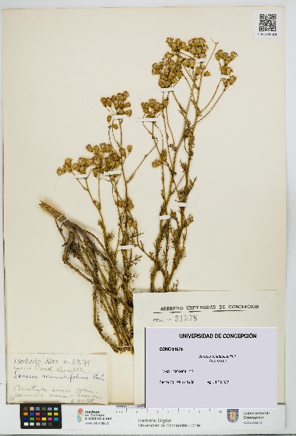 Senecio minutifolius [Espécimen: UDEC:CONC:0031578]