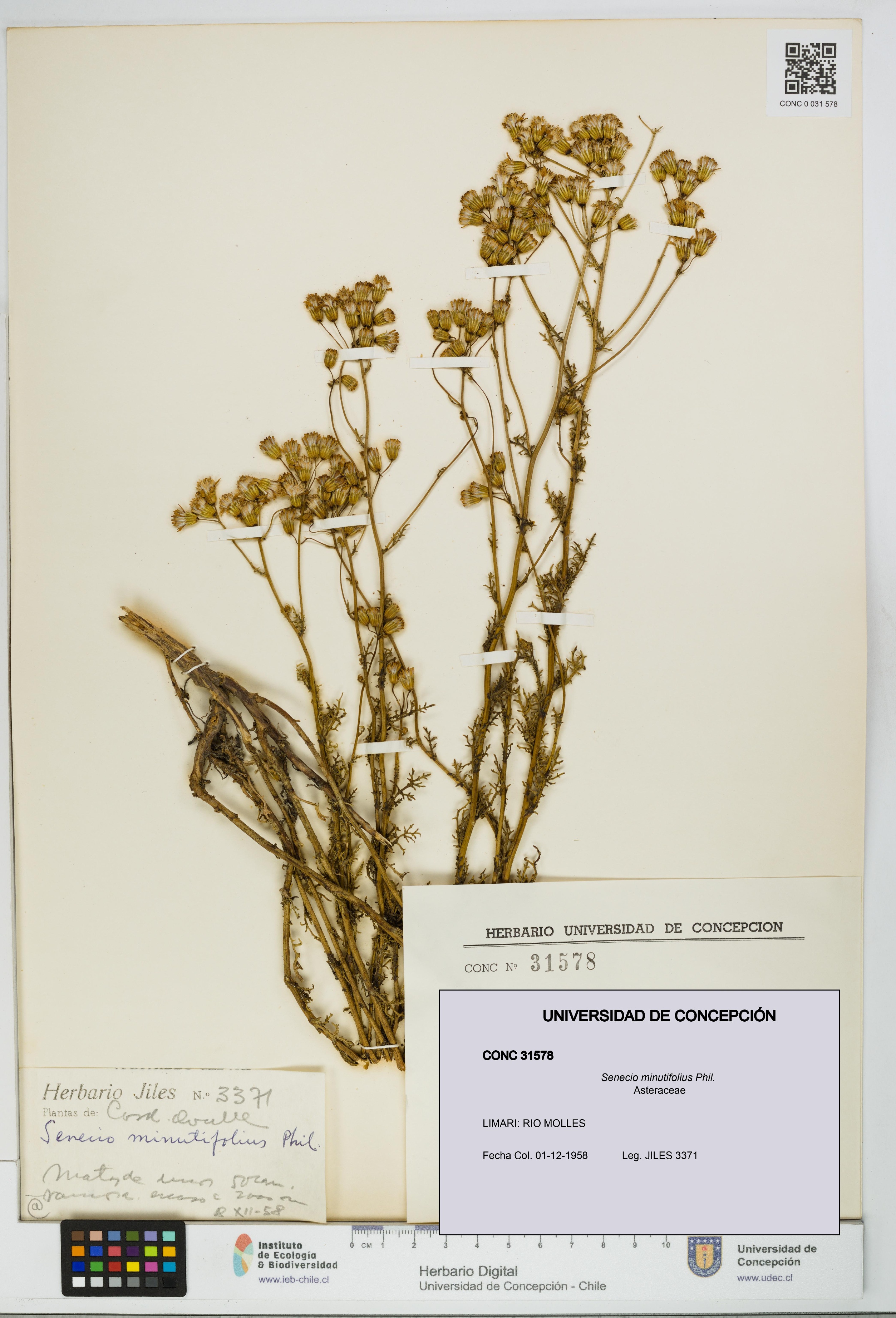 Senecio minutifolius [Espécimen: UDEC:CONC:0031578]