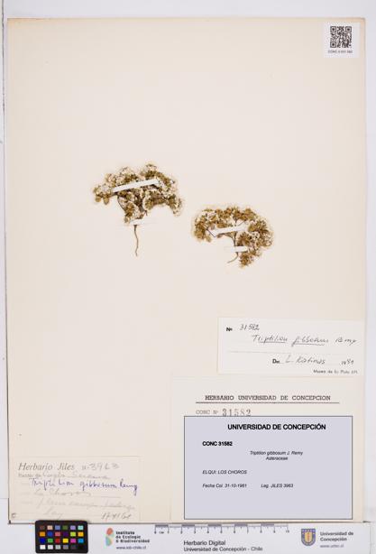 Triptilion gibbosum [Espécimen: ]