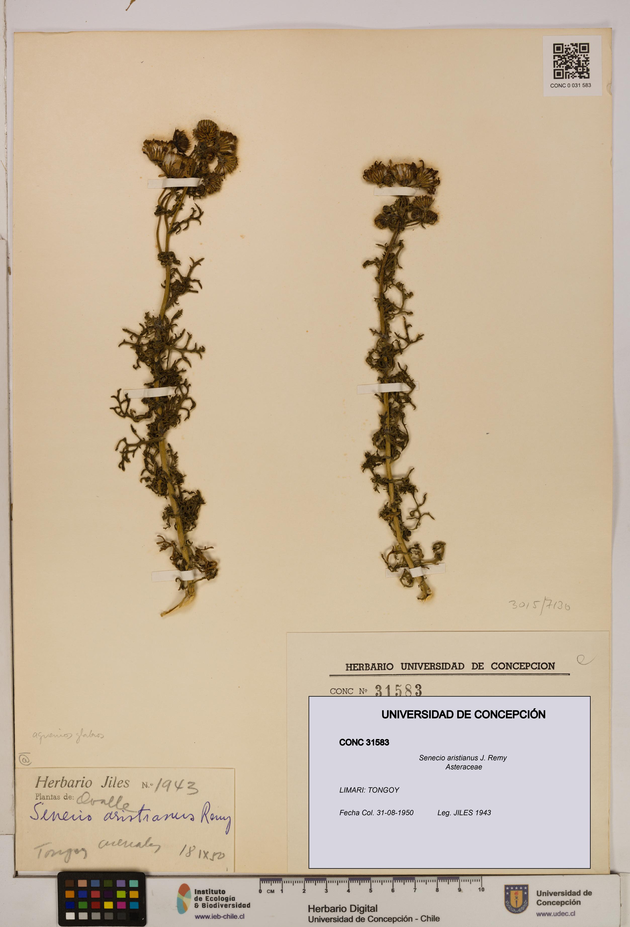 Senecio aristianus [Espécimen: UDEC:CONC:0031583]