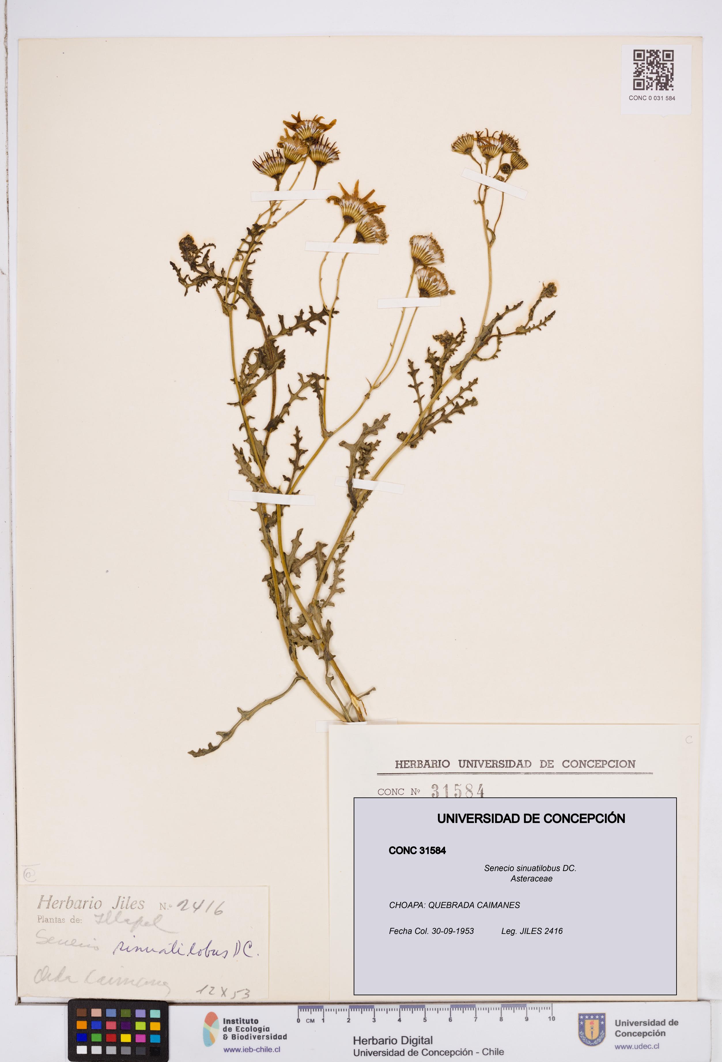 Senecio sinuatilobus [Espécimen: ]