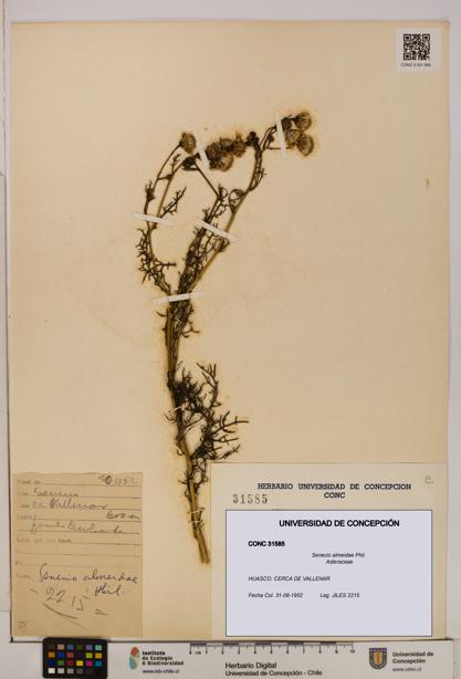 Senecio almeidae [Espécimen: UDEC:CONC:0031585]