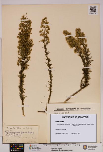 Ophryosporus paradoxus [Espécimen: UDEC:CONC:0031588]