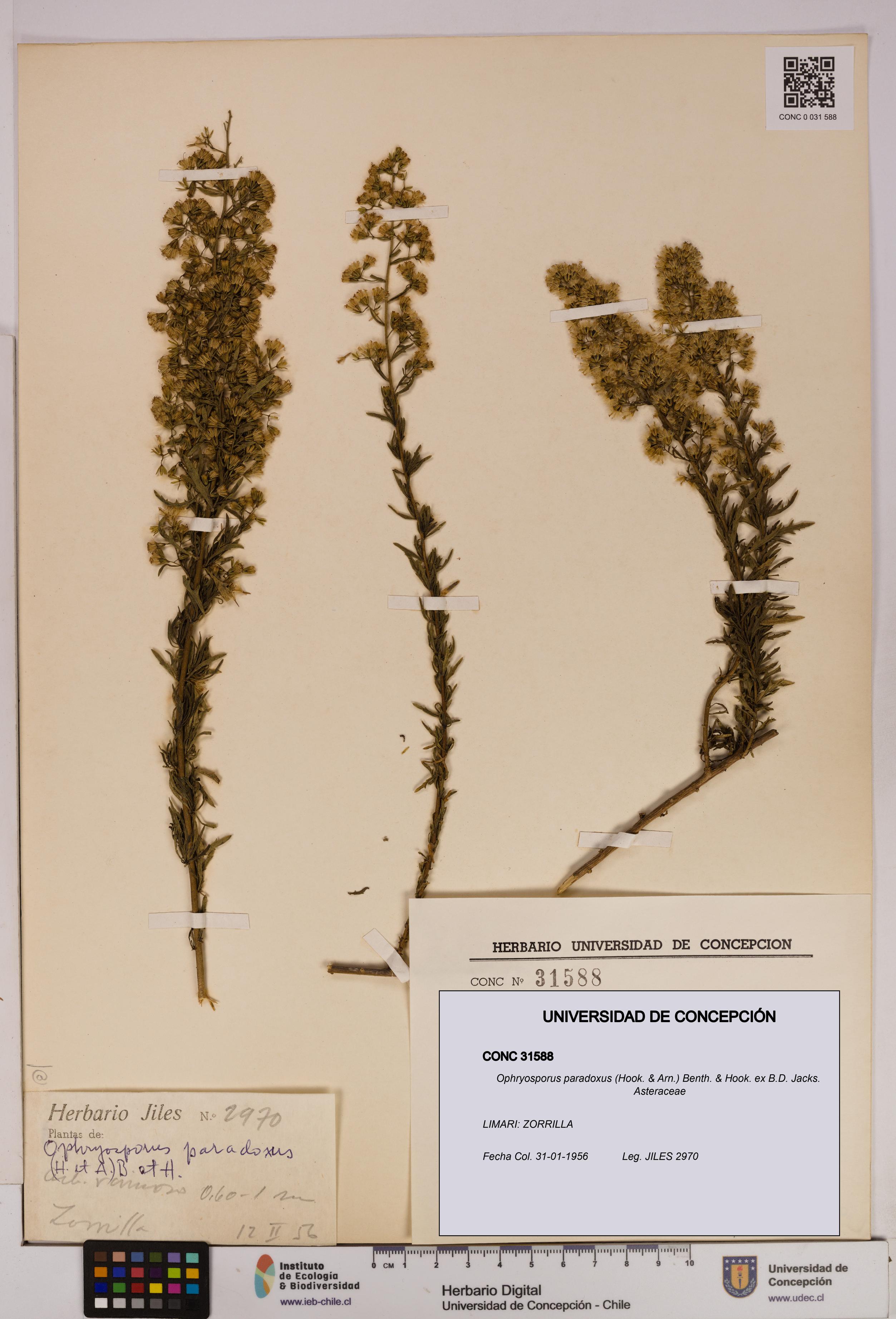 Ophryosporus paradoxus [Espécimen: UDEC:CONC:0031588]