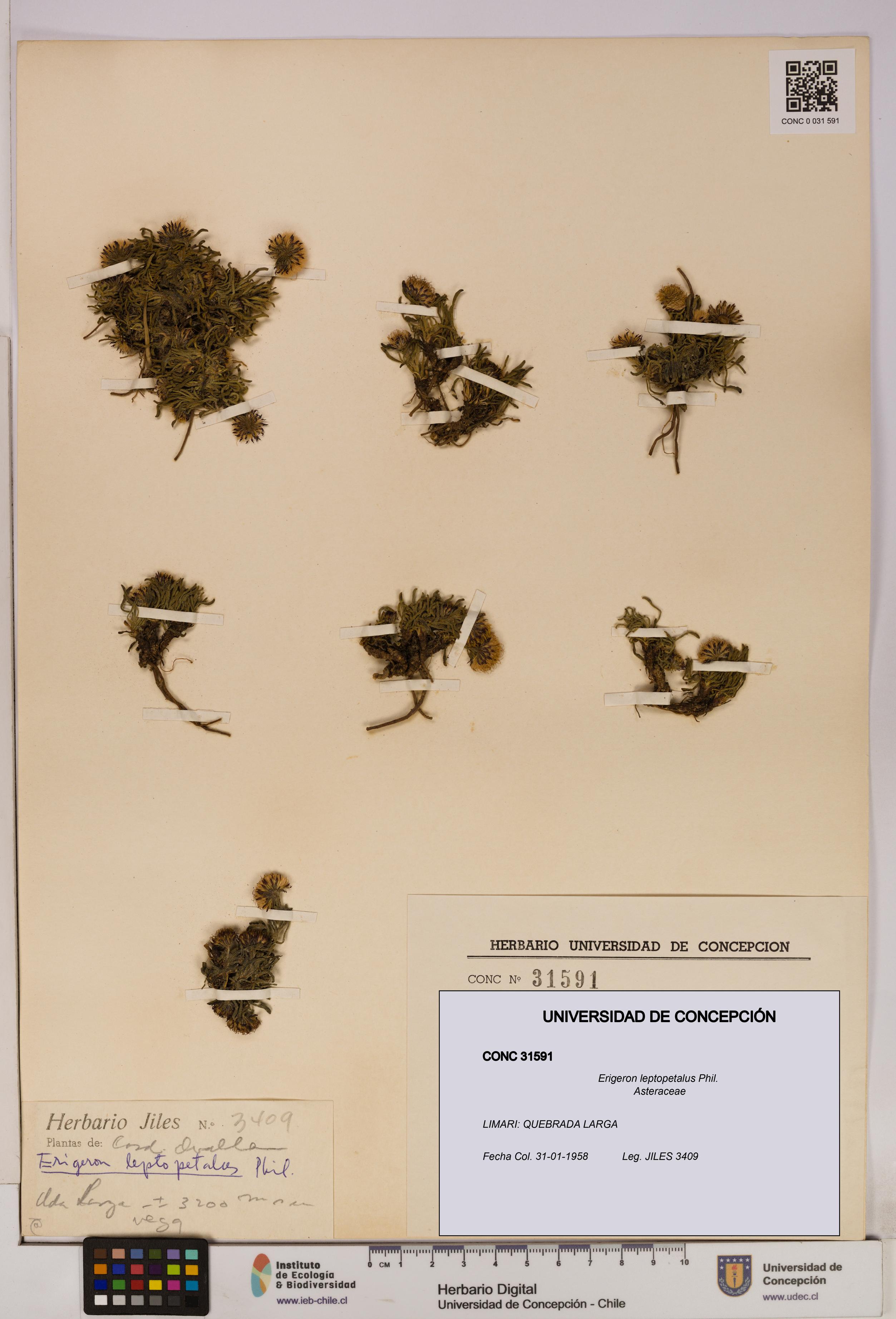 Erigeron leptopetalus [Espécimen: UDEC:CONC:0031591]