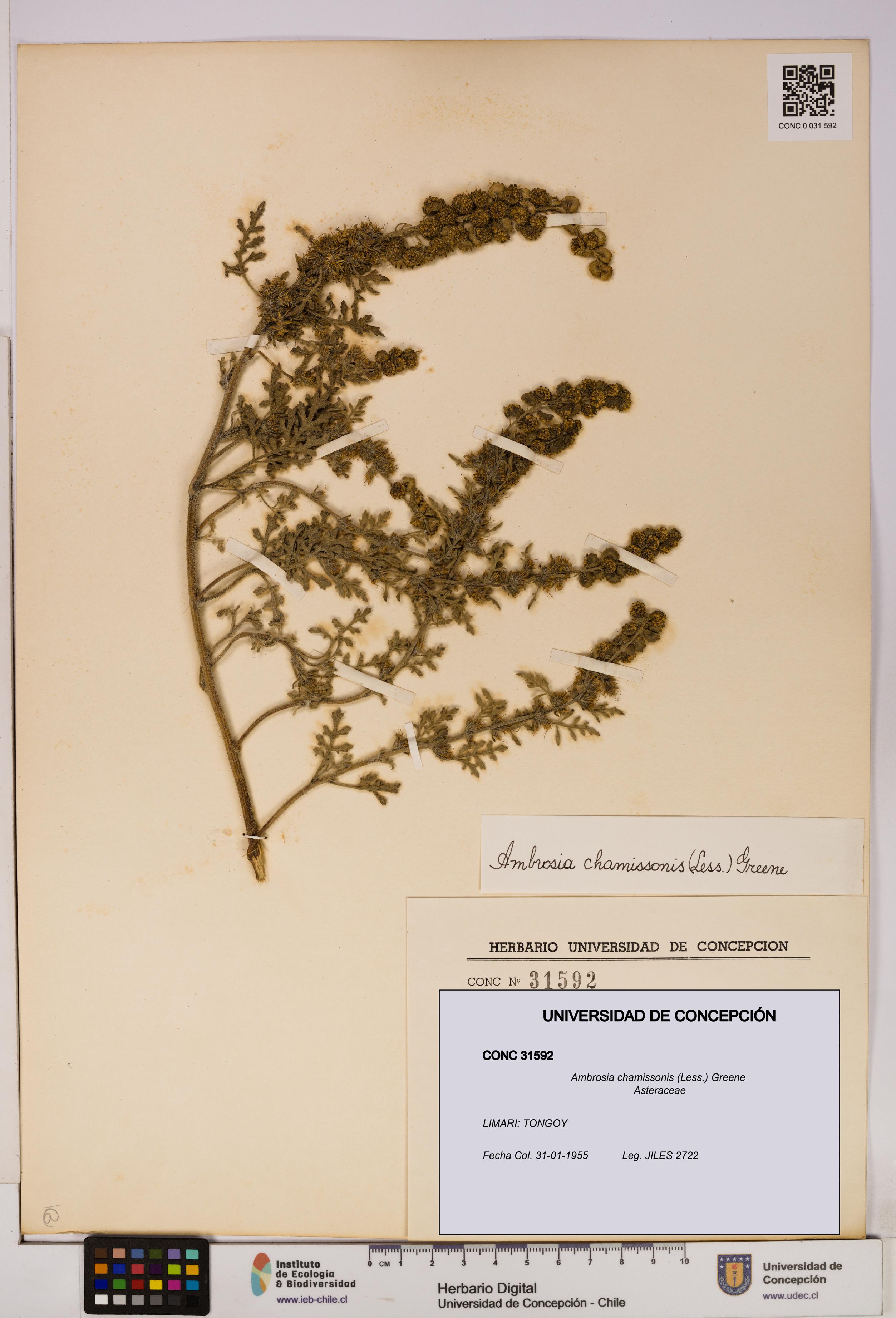 Ambrosia chamissonis [Espécimen: UDEC:CONC:0031592]