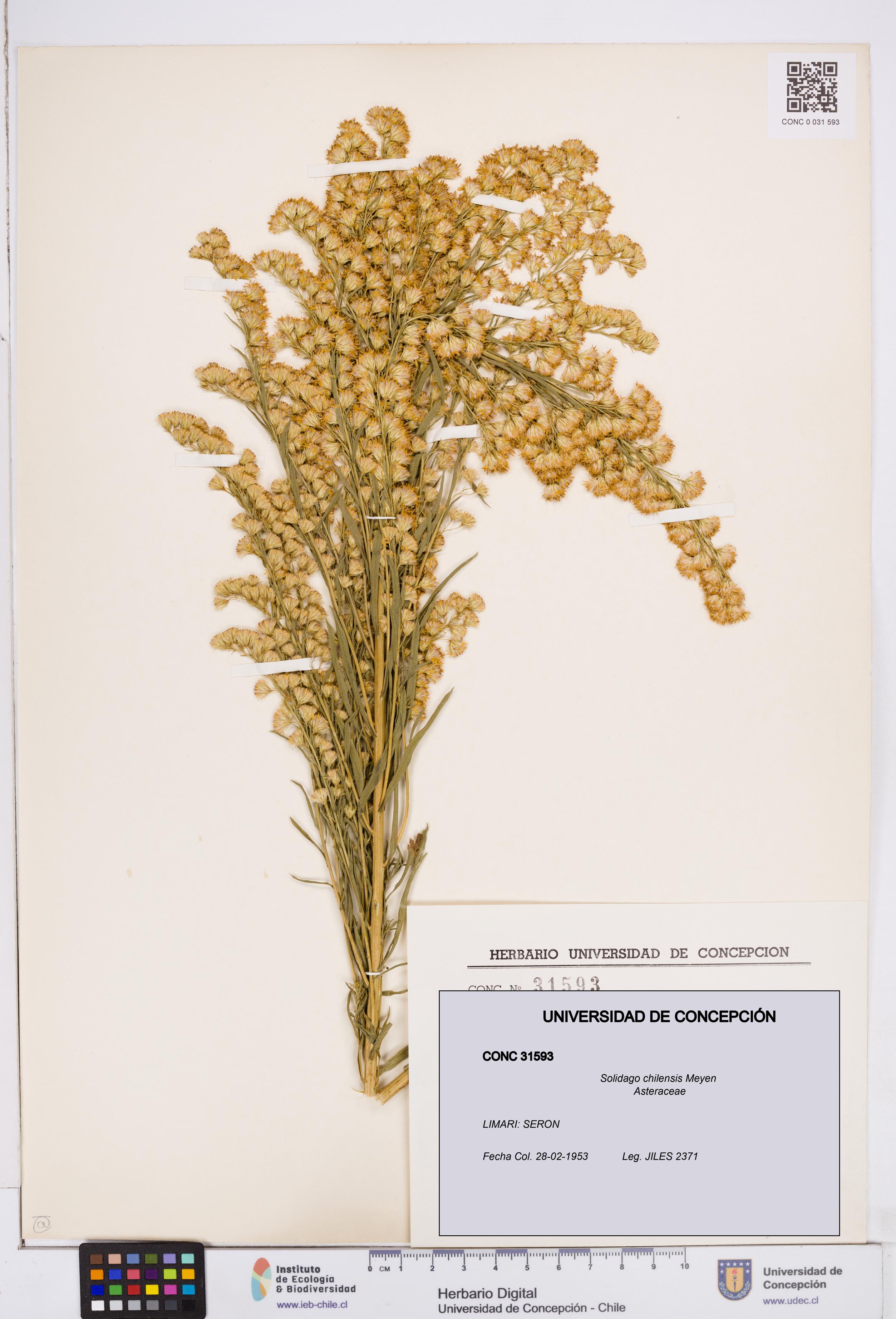 Solidago chilensis [Espécimen: ]