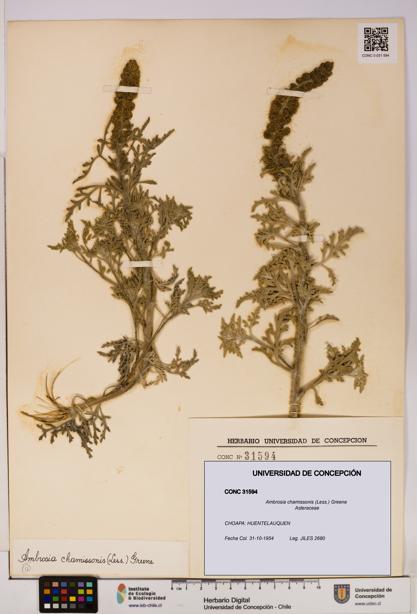 Ambrosia chamissonis [Espécimen: UDEC:CONC:0031594]