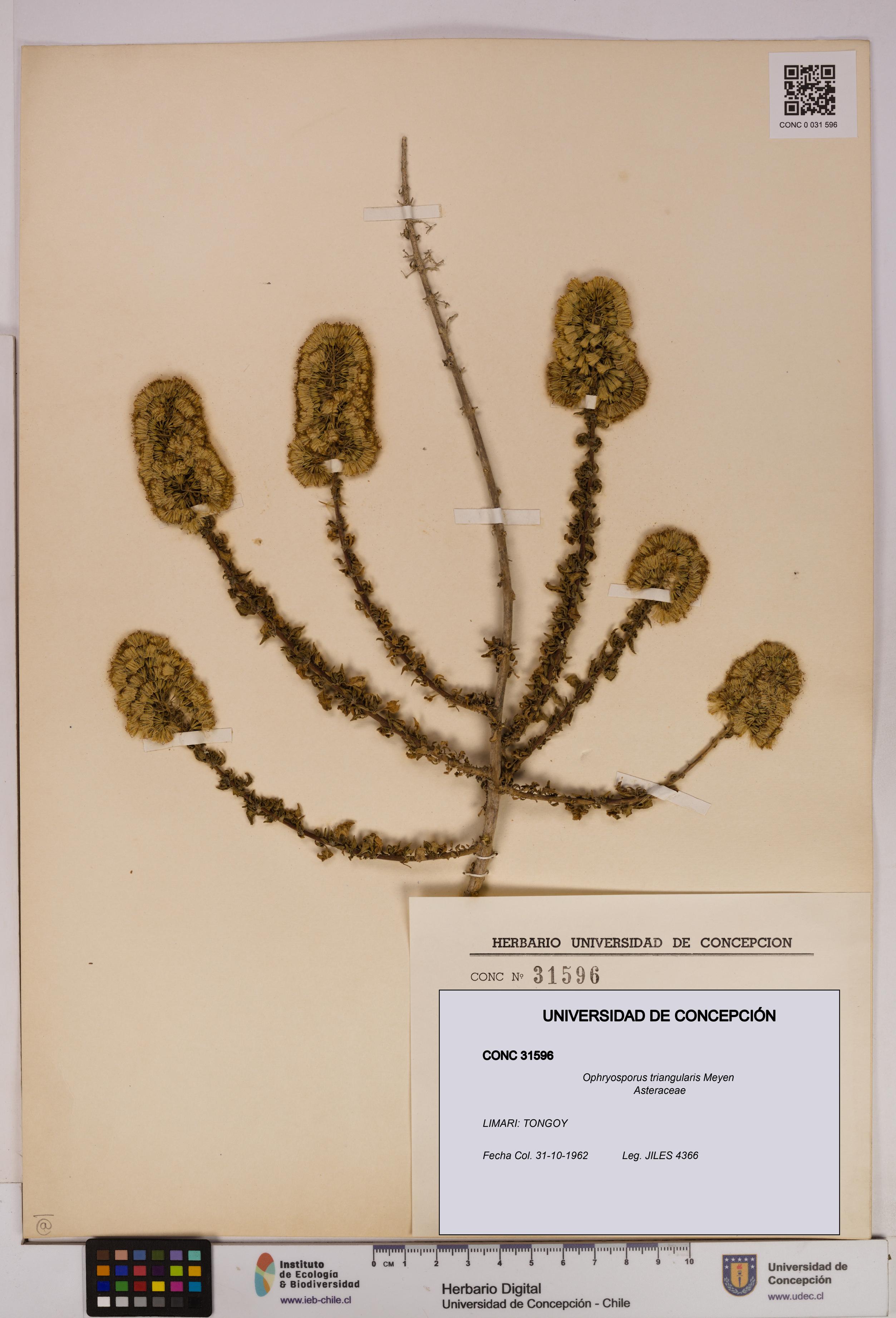 Ophryosporus triangularis [Espécimen: UDEC:CONC:0031596]