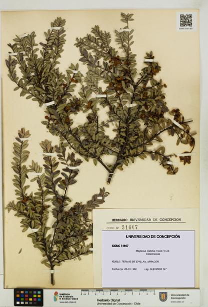 Maytenus disticha [Espécimen: UDEC:CONC:0031607]